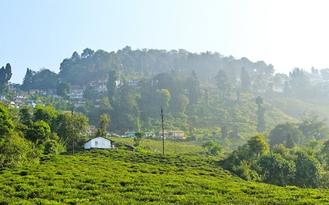 Happy Valley Tea Estate